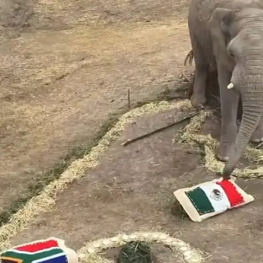 Mundial 2026: Elefante de Africam Safari elige a México como el ganador del partido inaugural