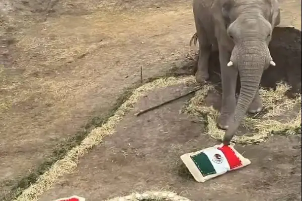 Un elefante del parque Africam Safari se inclinó por México durante una prueba previo al Mundial. ,Foto: Agencias
