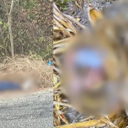 Dos hombres fueron hallados sin vida en distintos sectores del cantón Sucre, Manabí