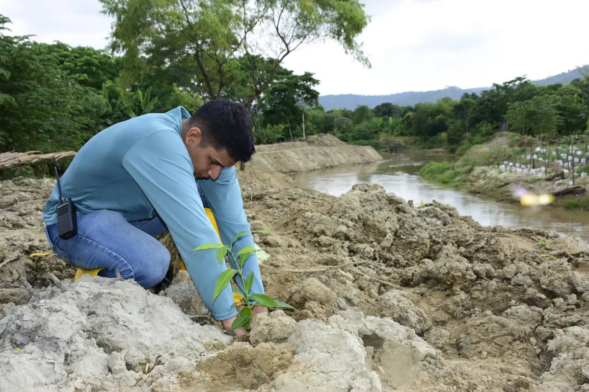 La reforestación en las riberas del río Portoviejo, emprendida por el Municipio de Portoviejo, El Diario