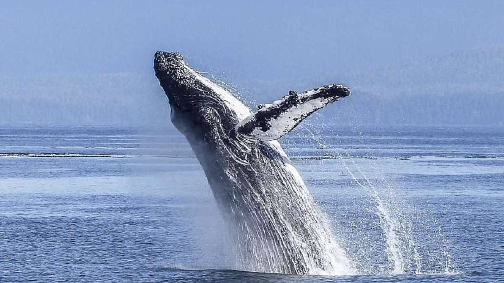 Inicia temporada de avistamiento de ballenas jorobadas en Puerto López