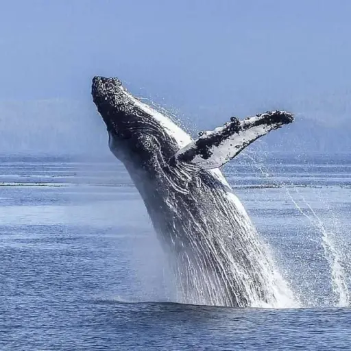 Inicia temporada de avistamiento de ballenas jorobadas en Puerto López
