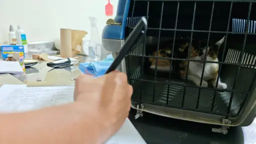 Fauna Urbana de Manta supera las 10 mil esterilizaciones y prepara estrategia en colonias ante el Fenómeno El Niño
