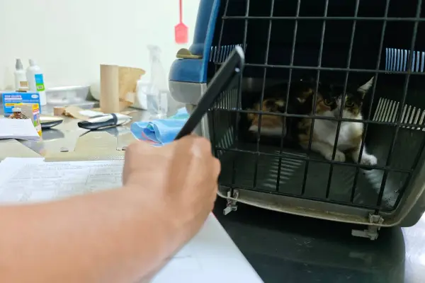 Fauna Urbana de Manta supera las 10 mil esterilizaciones. ,El Diario