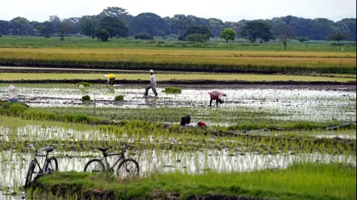 SRI amplía listado de productos con tarifa reducida del ISD desde junio de 2026