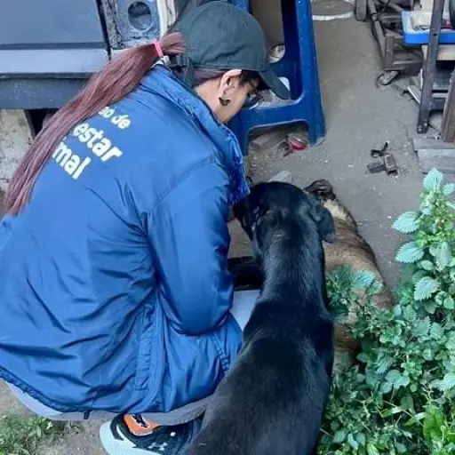 Unidad de Bienestar Animal interviene tras pelea de perros y retira cuatro animales en Quito