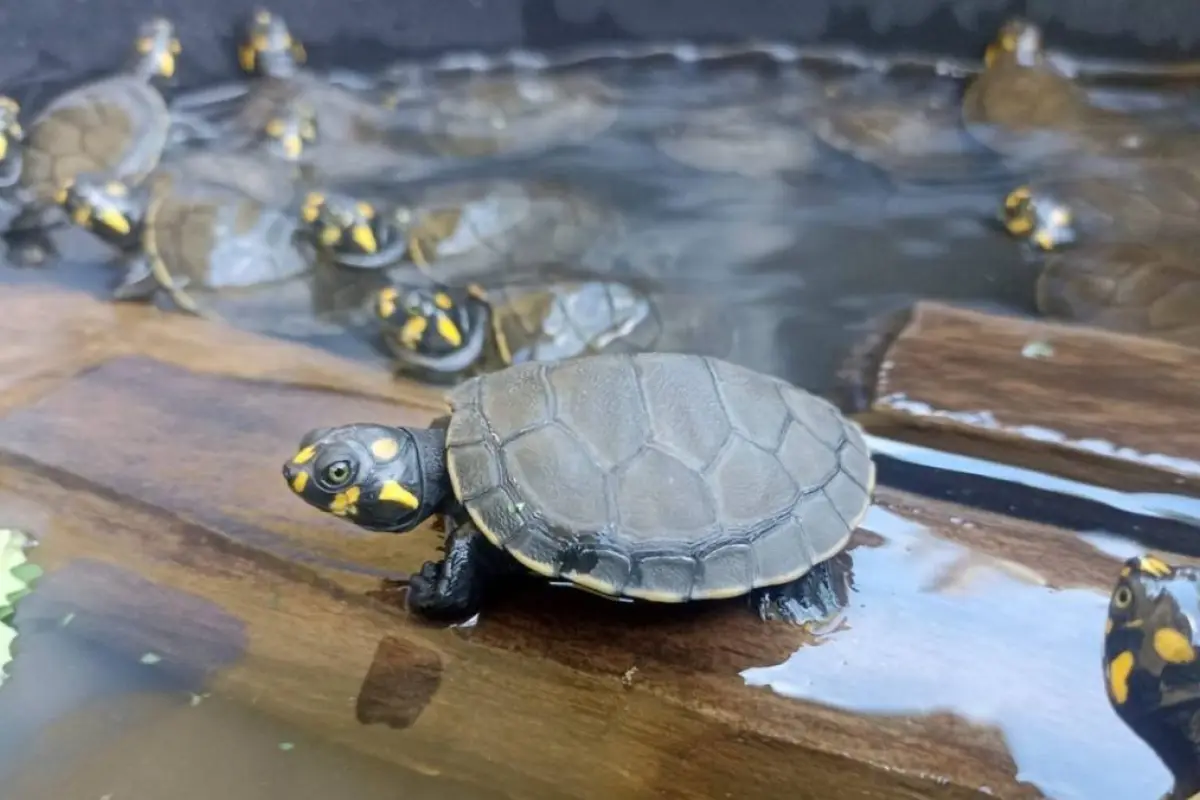 Más de 1.900 tortugas charapas fueron liberadas en el río Aguarico, Amazonía de Ecuador.