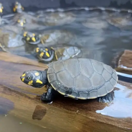 Más de 1.900 tortugas charapas fueron liberadas en el río Aguarico, Amazonía de Ecuador