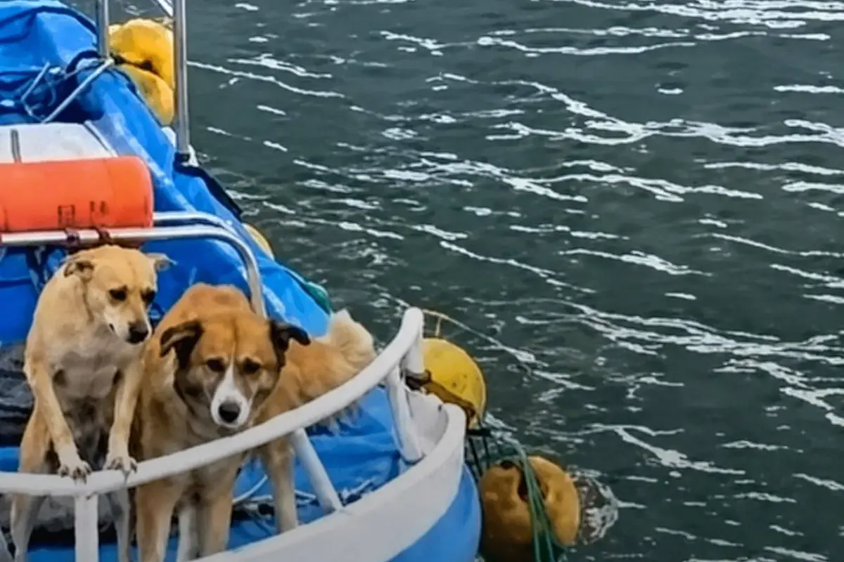Los canes son parte importante de la actividad pesquera. 