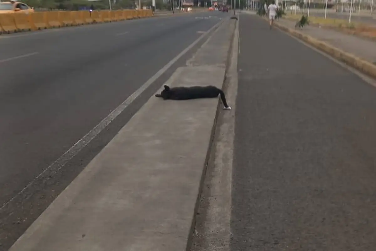 Uno de los tres perros hallados sin vida en el malecón de Tarqui., El Diario