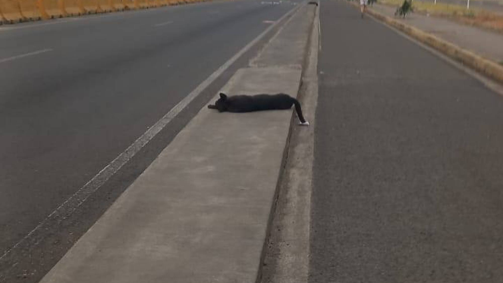 Hallan tres perros muertos en distintos puntos de Tarqui y a