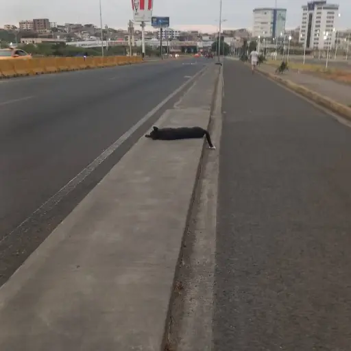 Hallan tres perros muertos en distintos puntos de Tarqui y autoridades investigan las causas