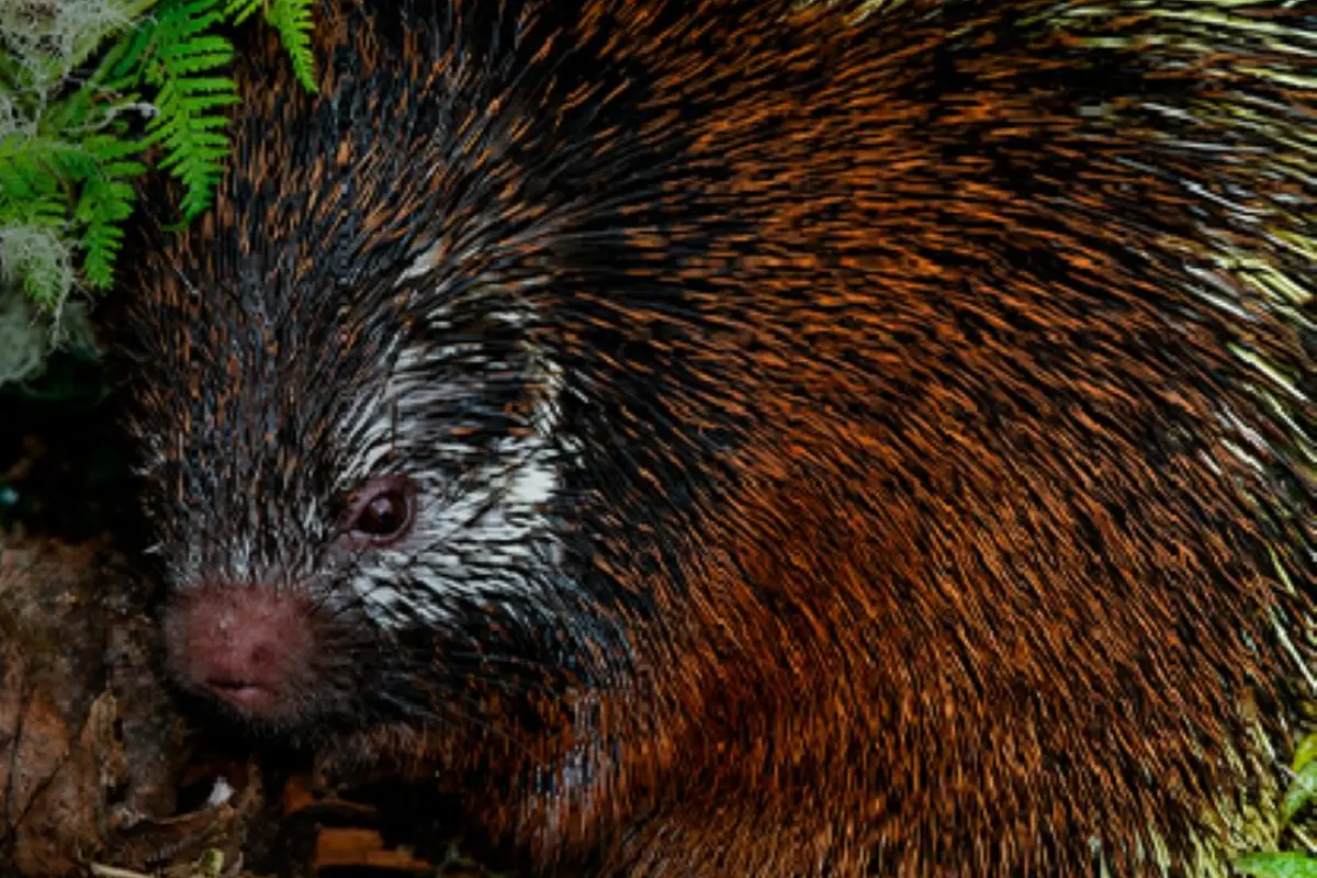 Hallazgo científico en Sangay confirma una nueva especie de mamífero para Ecuador, Inabio
