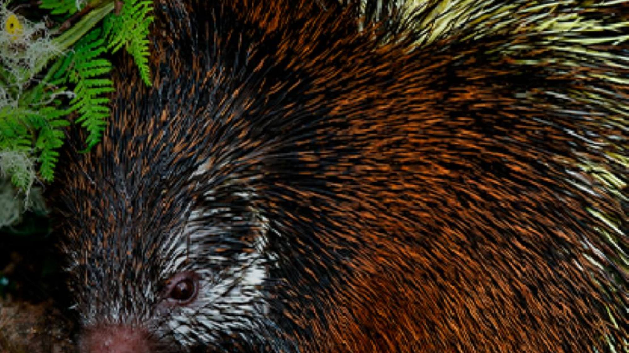 Investigadores descubren una nueva especie de puercoespín en