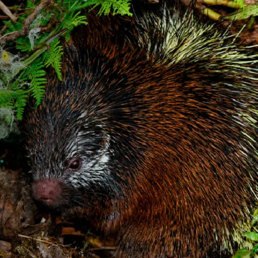 Investigadores descubren una nueva especie de puercoespín en el Parque Nacional Sangay