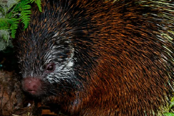Hallazgo científico en Sangay confirma una nueva especie de mamífero para Ecuador ,Inabio