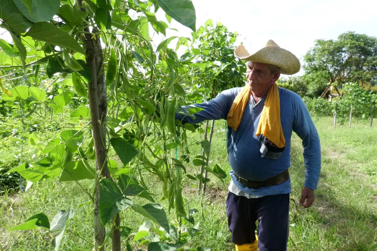 Productores enfrentan incertidumbre ante fenómeno de El Niño