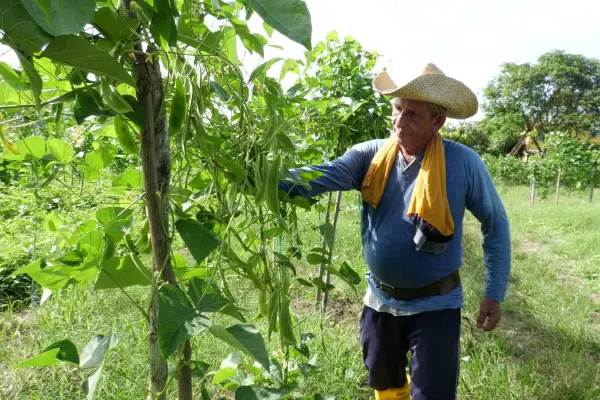 Productores enfrentan incertidumbre ante fenómeno de El Niño