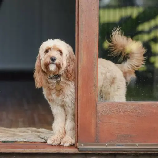 ¿El trabajo ideal?: Familia ofrece vivienda gratuita y un sueldo anual de 80.000 dólares por cuidar a su perro 