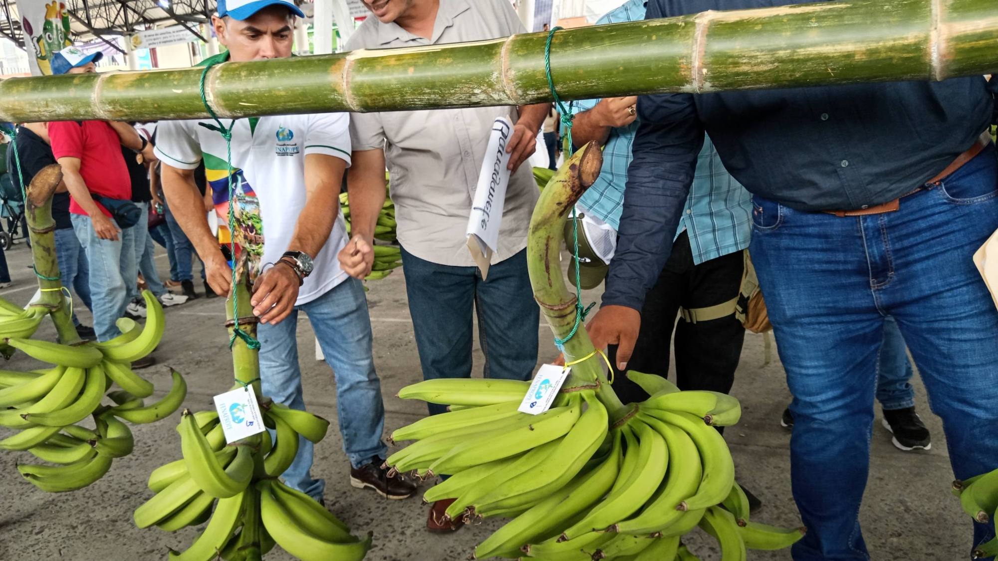 Productores de plátano cuestionan la fusión del MAGP y advie