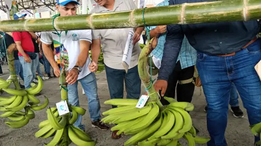 Productores de plátano cuestionan la fusión del MAGP y advierten riesgos para el sector agrícola