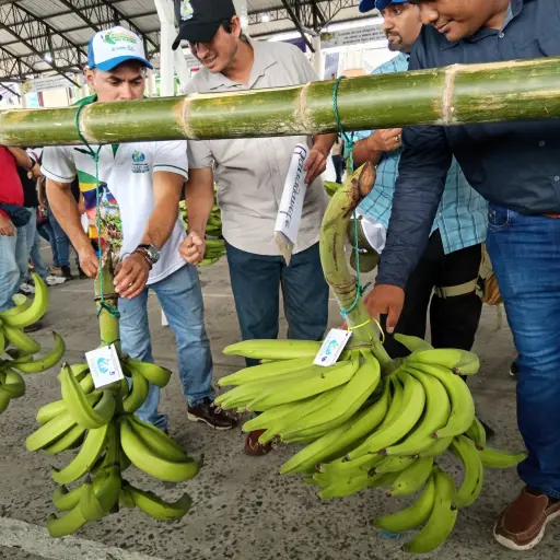 Productores de plátano cuestionan la fusión del MAGP y advierten riesgos para el sector agrícola