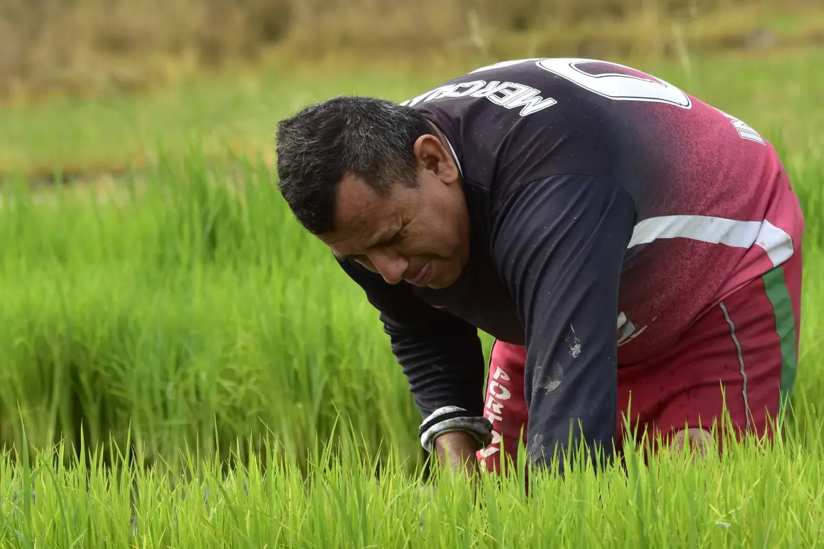 Imagen referencial de un agricultor cultivando su tierra, El Diario
