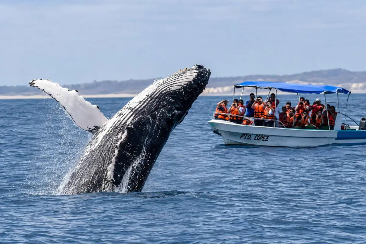 ballenas