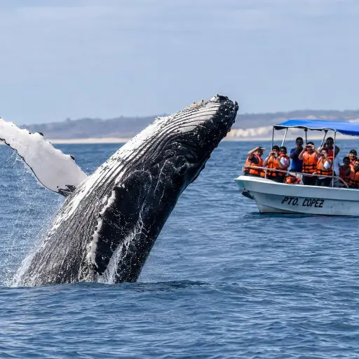 Avistamiento de ballenas jorobadas impulsa el turismo costero entre junio y septiembre en Ecuador