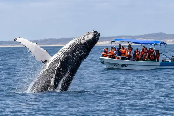 ballenas