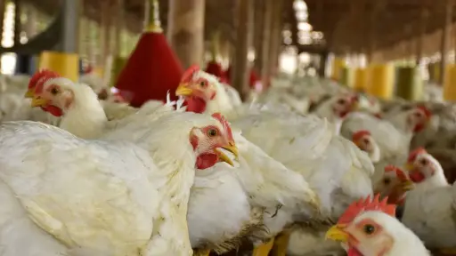 Conave impulsa campaña por el Día Nacional de la Carne de Pollo