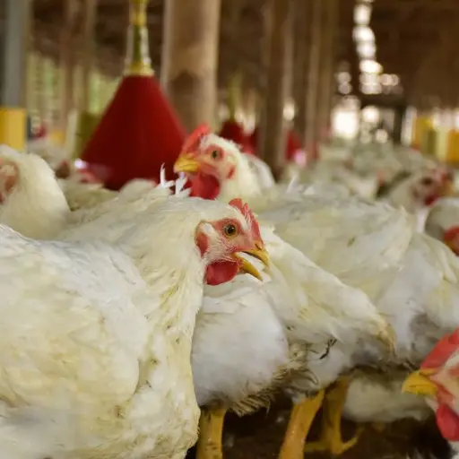 Conave impulsa campaña por el Día Nacional de la Carne de Pollo
