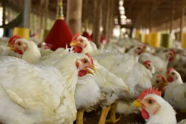 Desde 2023, Ecuador ha superado las 4.300 toneladas de carne de pollo exportadas.