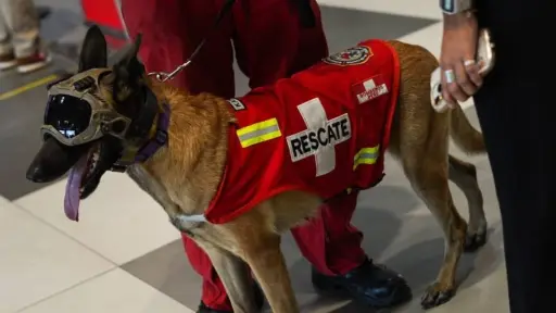 ¡Héroes de cuatro patas! El impresionante despliegue internacional que busca salvar vidas en Venezuela