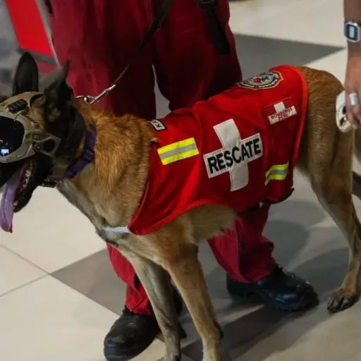 ¡Héroes de cuatro patas! El impresionante despliegue internacional que busca salvar vidas en Venezuela