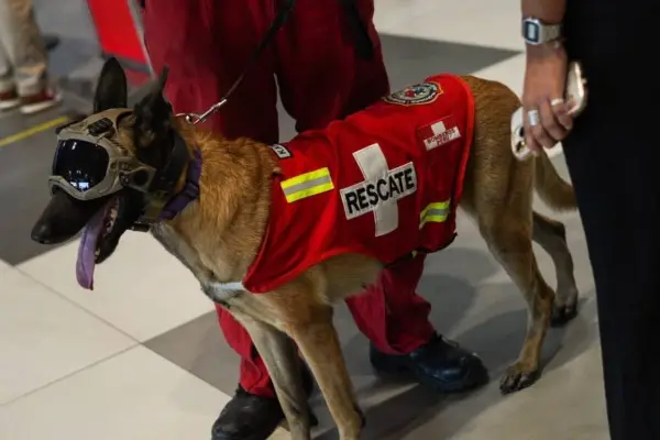 Los canes de salvamento y rescate han pasado por meses de entrenamientos en diferentes condiciones, algunas extremas. ,Foto: Agencias