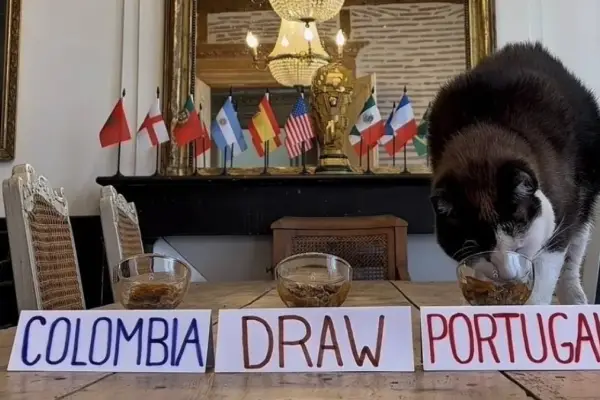 Nimbus, el gatito que sorprende con sus pronósticos y aciertos en el Mundial 2026.