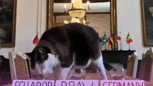 El gato adivino que enamora a Ecuador revela su veredicto para el choque contra Alemania en el Mundial