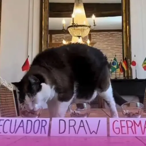 El gato adivino que enamora a Ecuador revela su veredicto para el choque contra Alemania en el Mundial