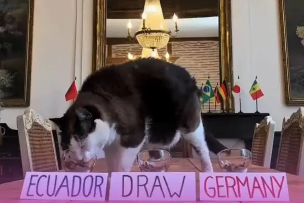 El gato Nimbus Pronos ha registrado un porcentaje de aciertos superior al 70 % en eventos anteriores. ,Foto: Redes Sociales