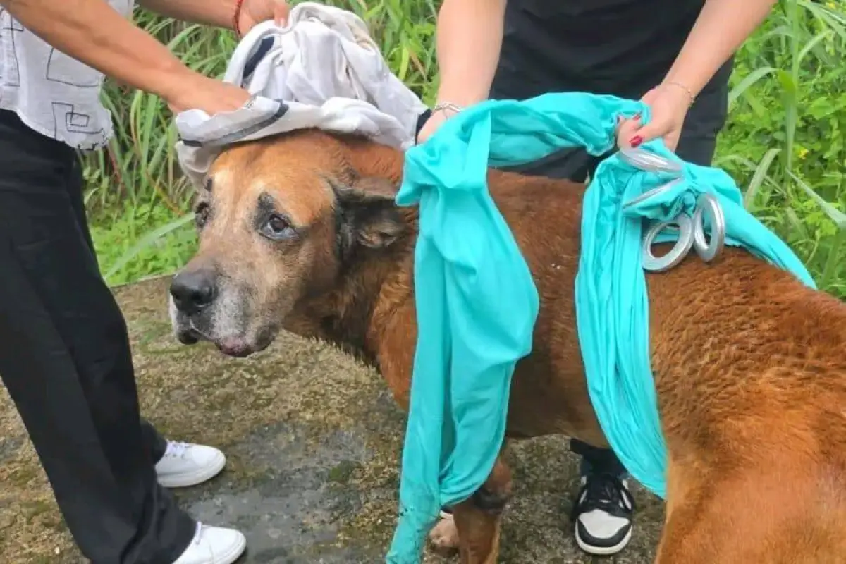 Personal del Consejo de Protección de Derechos del municipio de El Carmen salvó al perro que cayó a la cisterna., ED