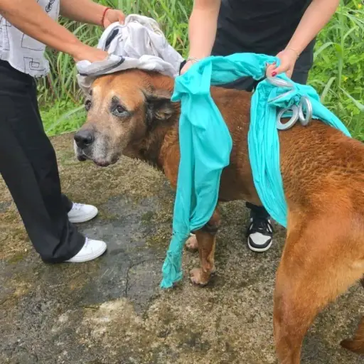 Perro desaparecido es hallado con vida dentro de una cisterna en el cantón El Carmen tras dos días de búsqueda