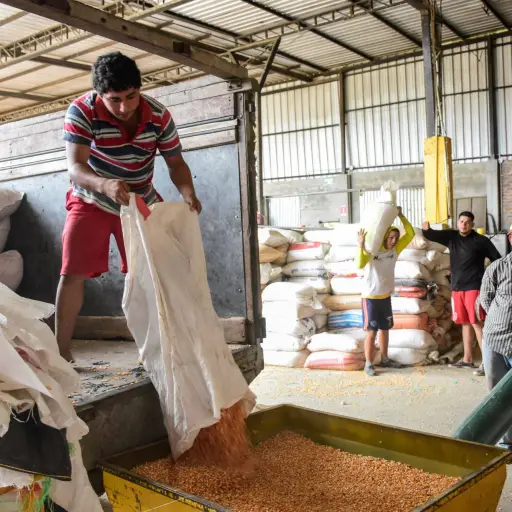 Producción de maíz cae hasta un 50 % en la actual cosecha