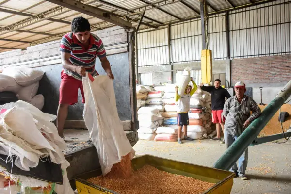  Los agricultores empezaron a comercializar el grano. ,El Diario