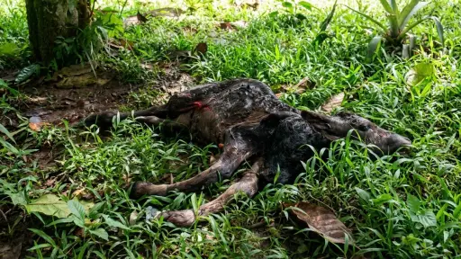 ¿Un mal presagio?: El nacimiento de un ternero con dos cabezas genera asombro en el cantón Flavio Alfaro