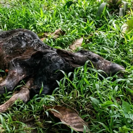 ¿Un mal presagio?: El nacimiento de un ternero con dos cabezas genera asombro en el cantón Flavio Alfaro