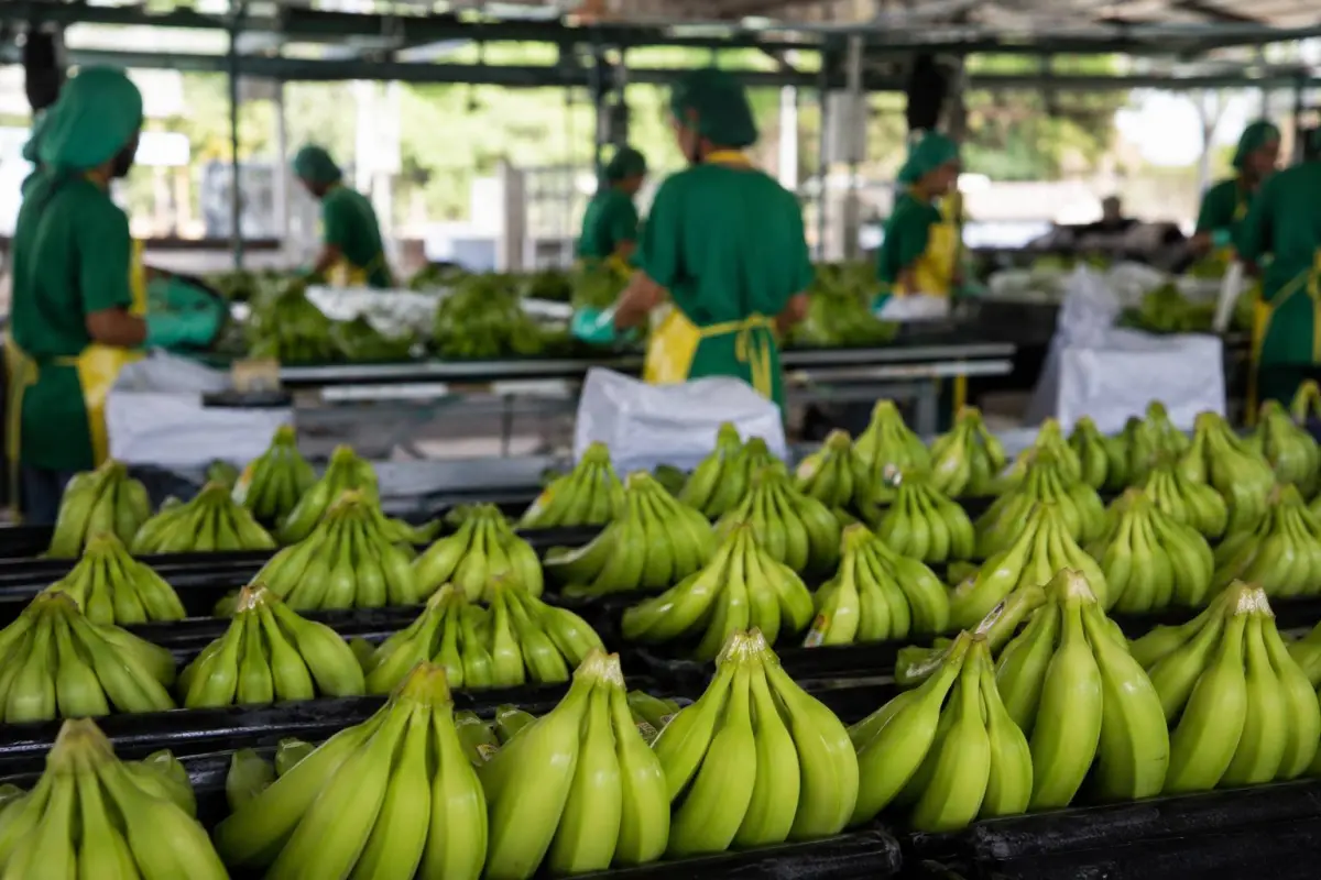 banano