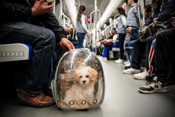 Las mascotas deben viajar en mochilas adecuadas. ,Cortesía