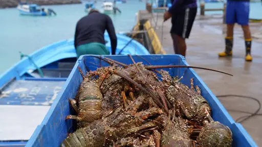 Pesca de langosta roja y verde en Galápagos iniciará el 1 de agosto de 2026
