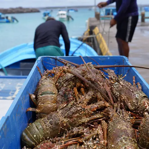 Pesca de langosta roja y verde en Galápagos iniciará el 1 de agosto de 2026